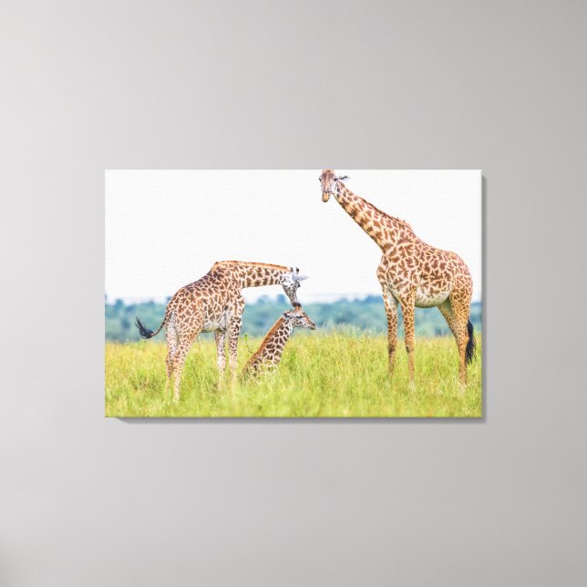 Impressão Em Tela Imagens Getty | Família Giraffe (Frente)