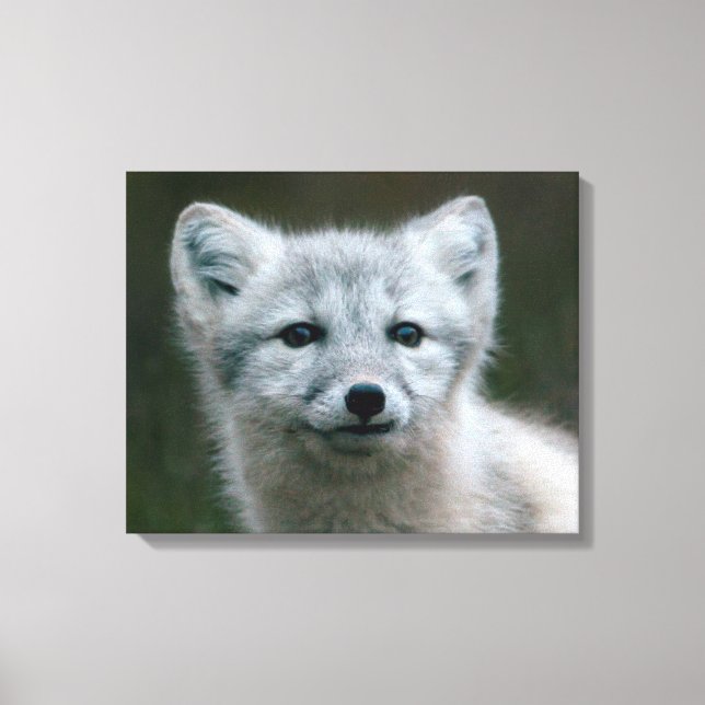 Impressão Em Tela Imagens Getty | Kit de Raposa Árctica (Frente)