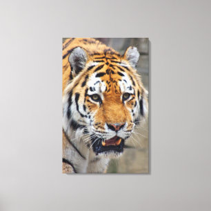Impressão Em Tela Imposanter Tiger für Deine Wand
