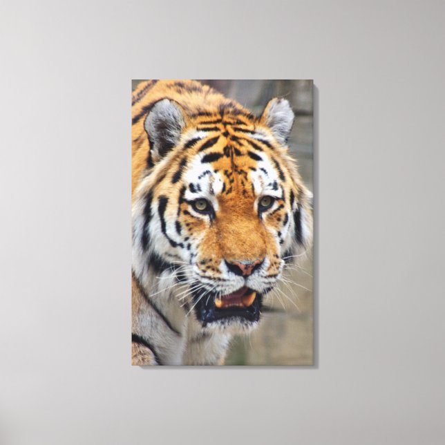 Impressão Em Tela Imposanter Tiger für Deine Wand (Frente)