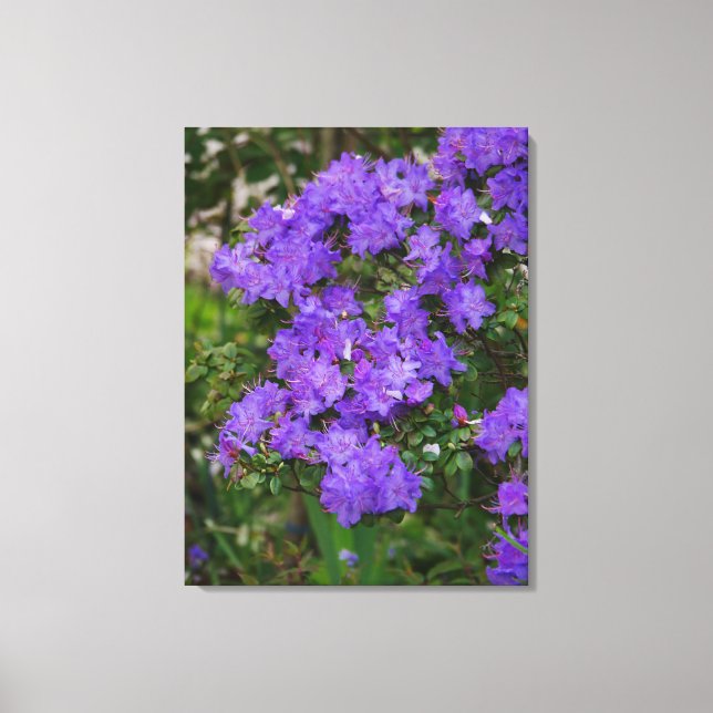 Impressão Em Tela Impressão de Tela Azalea Roxa (Frente)