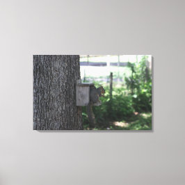 Impressão Em Tela Impressão de Tela de Esquilo