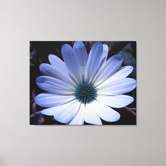Impressão Em Tela Impressão de Tela de Flor Azul Daisy (Frente)