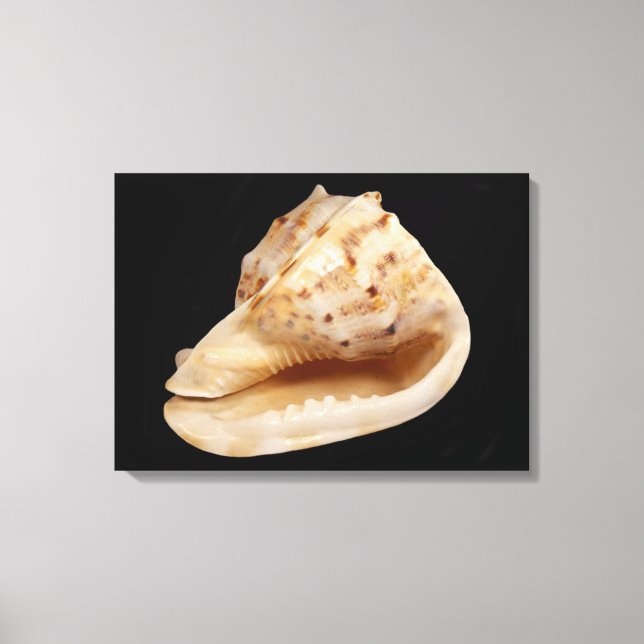 Impressão Em Tela Impressão de Tela de Shell Conch (Frente)