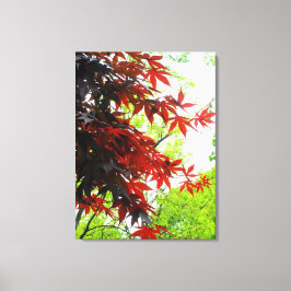 Impressão Em Tela Impressão de tela enrolada 'Fiery Maples'
