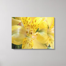 Impressão de tela estendida com alstroemeria amare