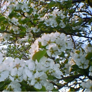 Impressão Em Tela Impressão de tela estendida com primavera in Bloo