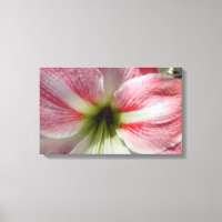 Impressão de tela estendida do Amaryllis