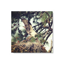 Impressão de Tela Estreita de Aterrissagem Osprey