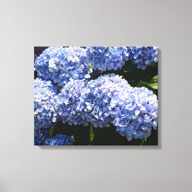 Impressão Em Tela Impressão de Tela Hydrangea Azul (Frente)