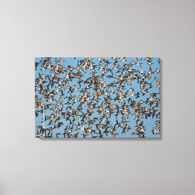 Impressão Em Tela Incrível Patos de inverno no voo (Frente)