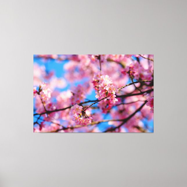 Impressão Em Tela Incrível Sakura Rosa e Céu Azul da Primavera (Frente)