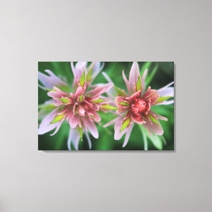 Impressão Em Tela Indian Paintbrush, Banff NP, Alberta, Canadá