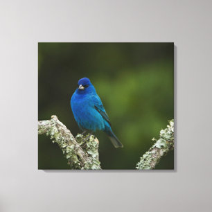 Impressão Em Tela Indigo Bunting, Passerina cyanea, Costeira