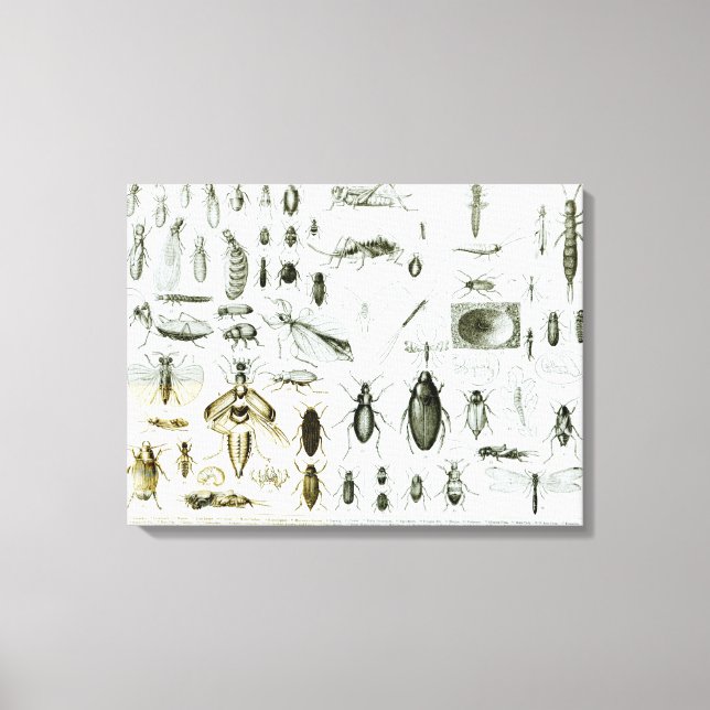 Impressão Em Tela Insetos de Entomologia (Frente)