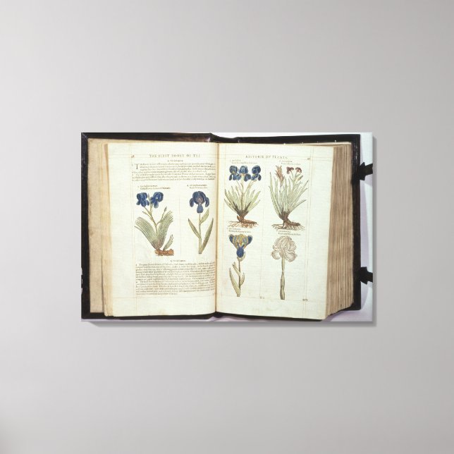 Impressão Em Tela Iris (Frente)