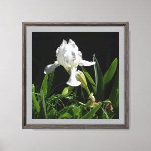 Impressão Em Tela Íris branca de 12" x 12" em fundo preto Foto