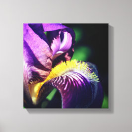 Impressão Em Tela Íris-flor-roxa