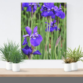 Impressão Em Tela Íris Roxa Floral Fotografia Botânica