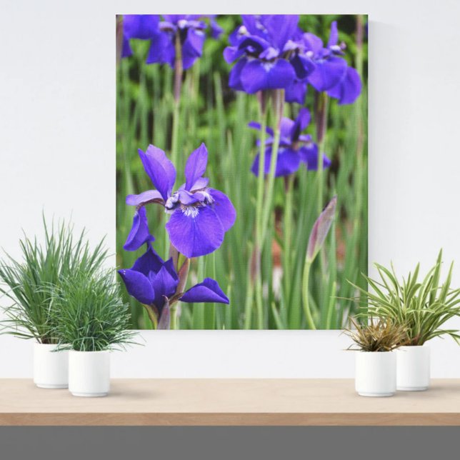Impressão Em Tela Íris Roxa Floral Fotografia Botânica (Criador carregado)