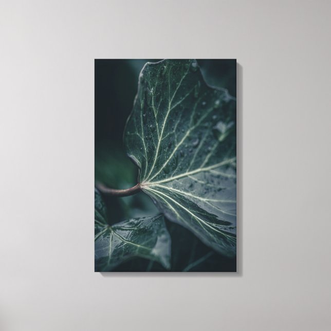 Impressão Em Tela Ivy Leaf Nature Photo (Frente)