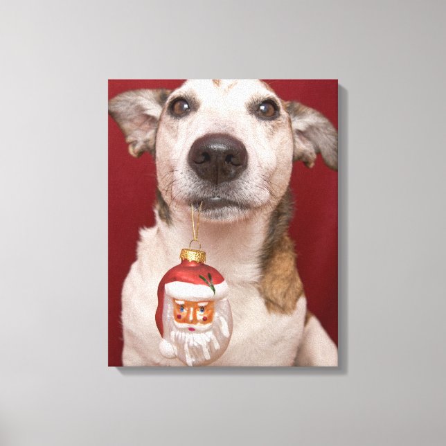 Impressão Em Tela Jack Russell Terrier Holding Enfeites de natal (Frente)
