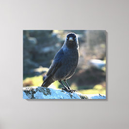 Impressão Em Tela Jackdaw