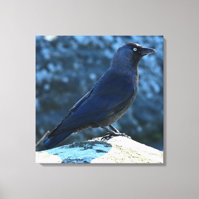 Impressão Em Tela Jackdaw (Frente)