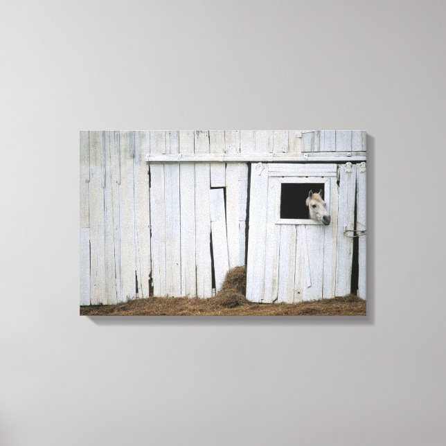 Impressão Em Tela Janela do Pano do Cavalo (Frente)