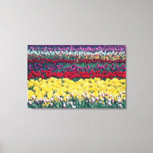 Impressão Em Tela jardim de exposição de tulipas no condado de Skagi