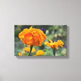 Impressão Em Tela Jardim de Fotografia da Flor Laranja Marigold