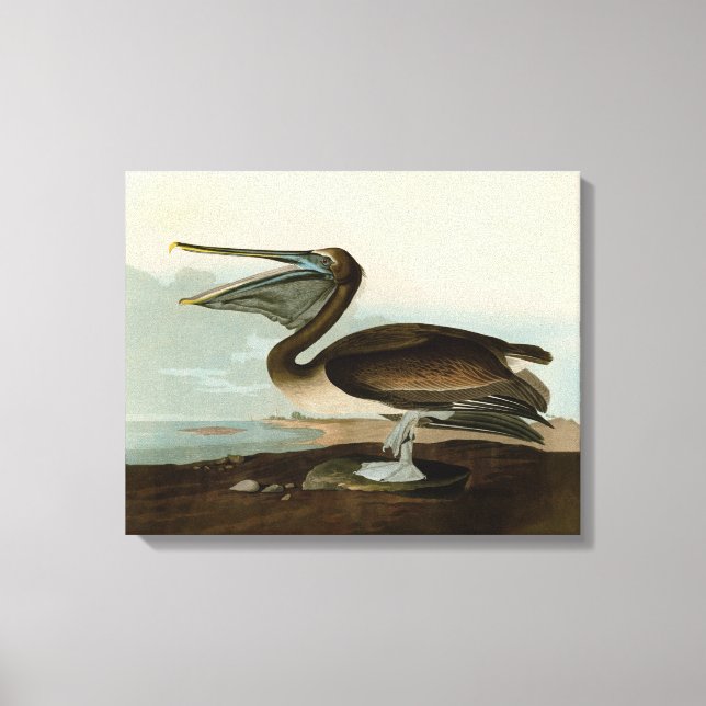 Impressão Em Tela John James Audubon Brown Pelican Trabalho de arte  (Frente)