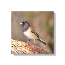 Junco de olhos escuros