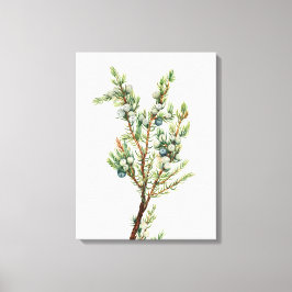 Impressão Em Tela Juniper De Montanha Botânica Simples Vintage