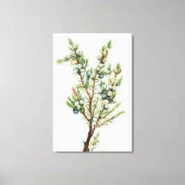 Impressão Em Tela Juniper De Montanha Botânica Simples Vintage