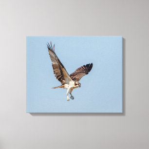 Impressão Em Tela Juvenil Osprey em voo