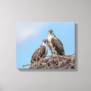 Impressão Em Tela Juvenil Osprey no ninho