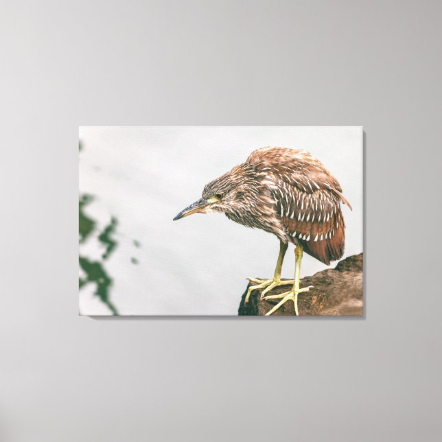 Impressão Em Tela Juvenile Heron (Frente)