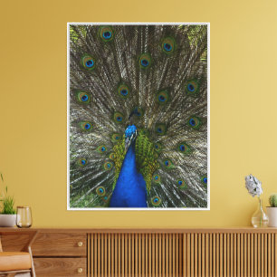 Impressão Em Tela Kauai Hawaii Peacock Feather