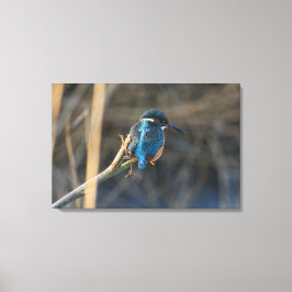 Impressão Em Tela Kingfisher