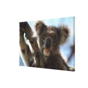 Impressão Em Tela koala