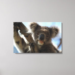 Impressão Em Tela koala