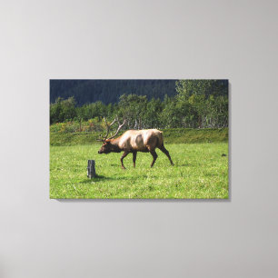Impressão Em Tela Kodiak, Alce do Alasca Foto ao Ar Livre Desenhada 