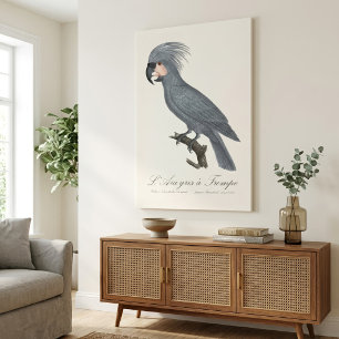 Impressão Em Tela L’Ara gris à Trompe / Cinza Palm Cockatoo