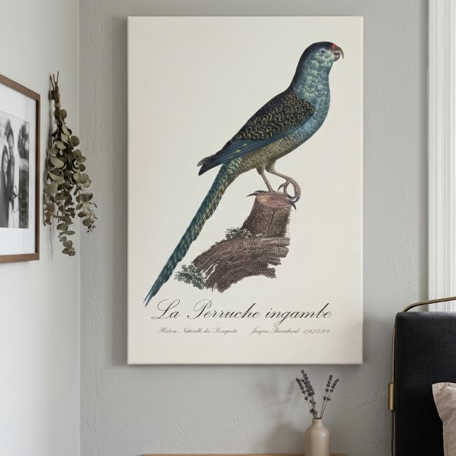 Impressão Em Tela La Perruche ingambe (Ground Parrot or Swamp Parrot, Pezoporus Wallicus. Canvas Print)