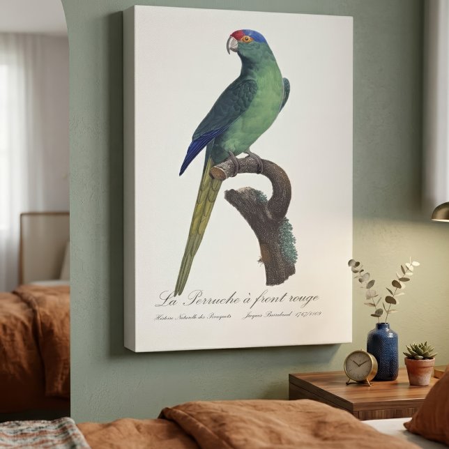 Impressão Em Tela La Perruche, uma coroa (Orange-Fronted Parakeet, Eupsittula Canicularis. Canvas Print)