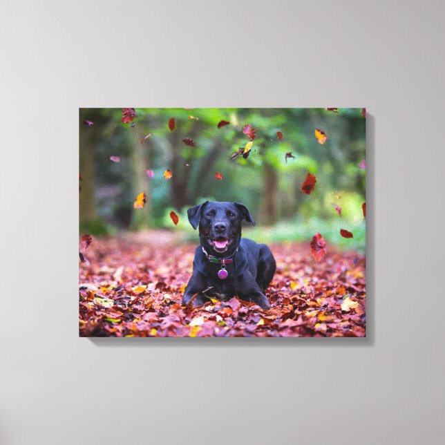 Impressão Em Tela Labrador Negro Em Folhas De Queda (Frente)