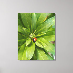 Impressão Em Tela Ladybug em Flores