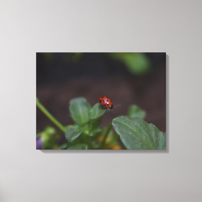 Impressão Em Tela Ladybug em Flores (Frente)