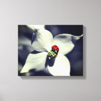 Ladybug Na Cor Parcial Da Flor De Dogwood